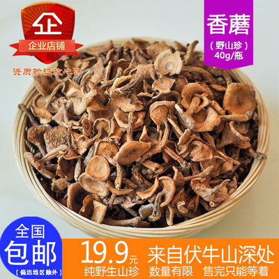 伏牛山野生香蘑 唤醒味觉的自然珍品